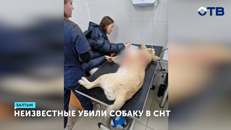 Полиция ищет стрелков, убивших собаку в СНТ под Верхней Пышмой