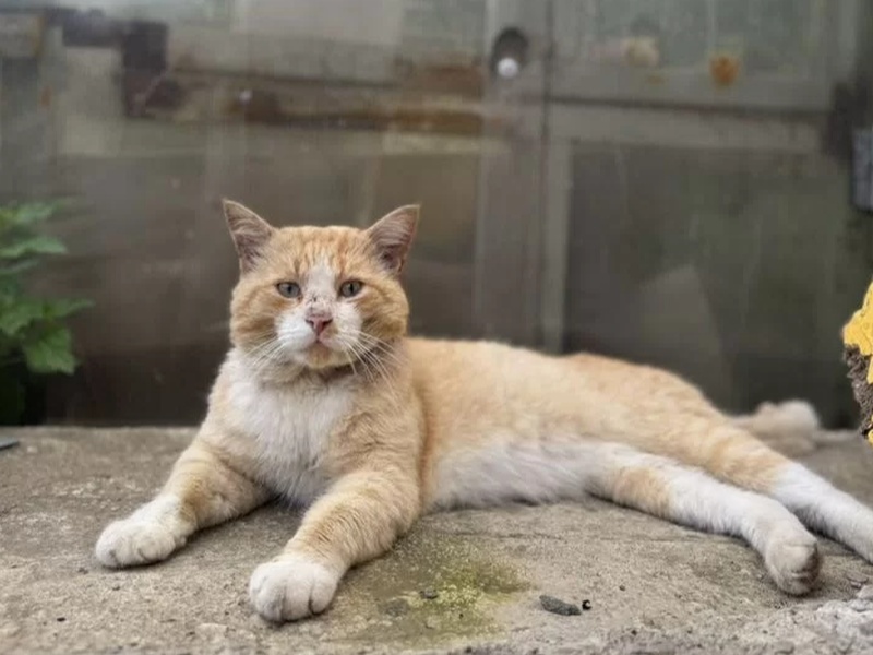 В Екатеринбурге бездомного кота пытаются продать за 700 тысяч рублей