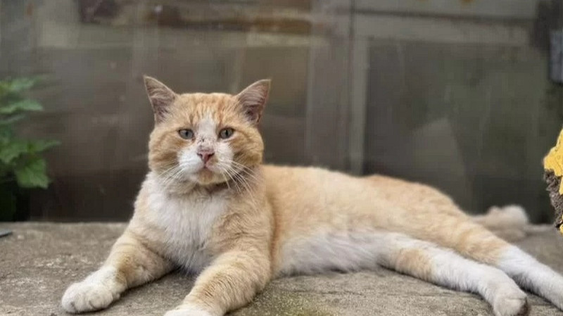 В Екатеринбурге бездомного кота пытаются продать за 700 тысяч рублей