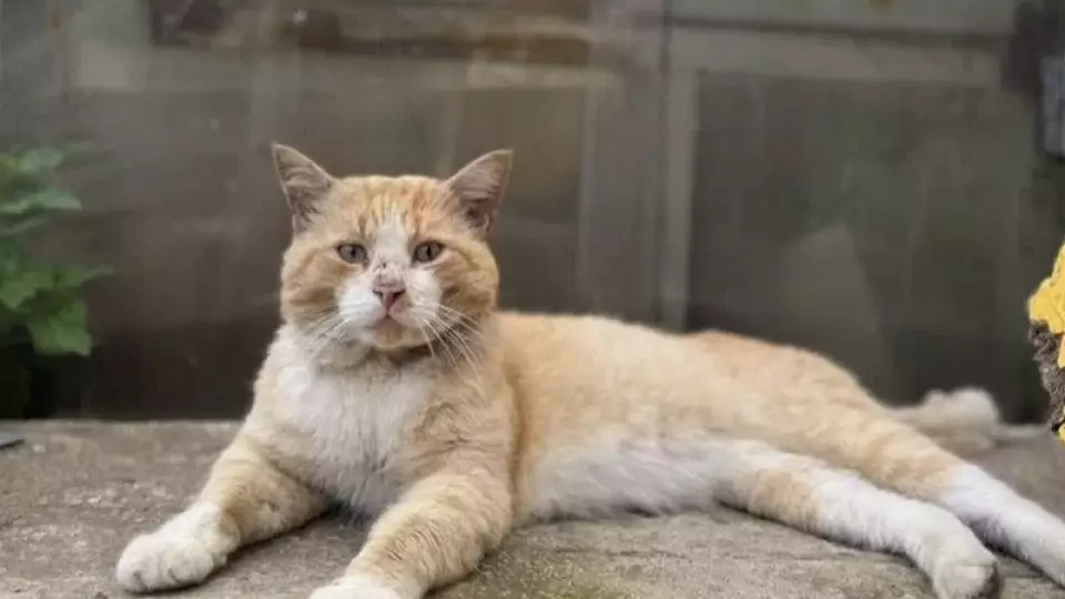В Екатеринбурге бездомного кота пытаются продать за 700 тысяч рублей