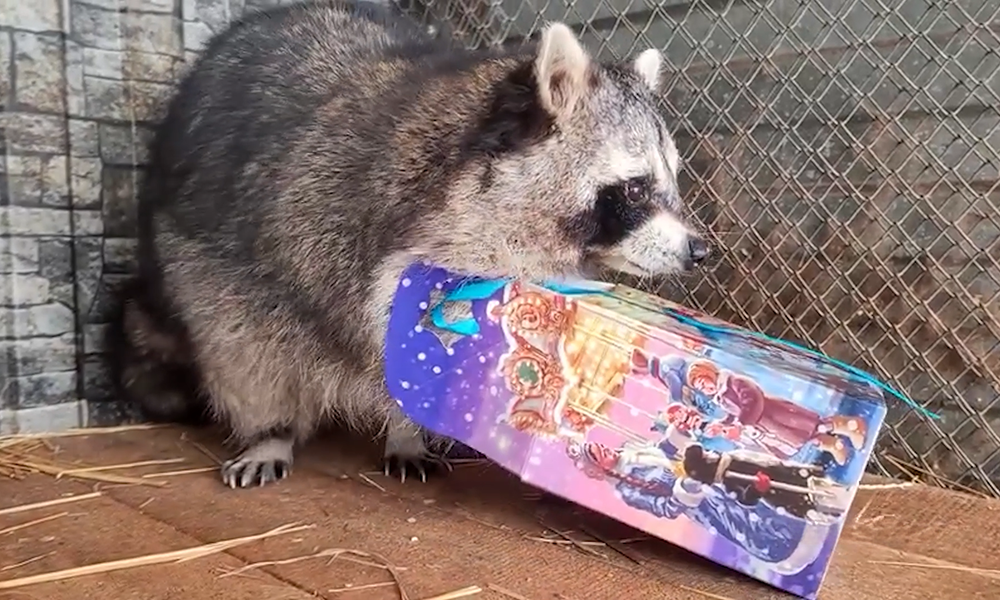 Енот из Большереченского зоопарка получил новогодний подарок досрочно