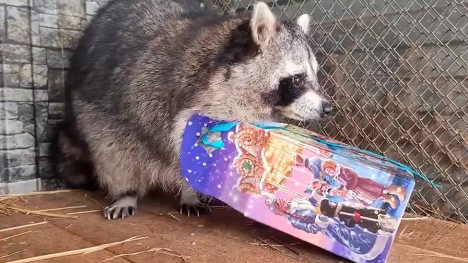 Енот из Большереченского зоопарка получил новогодний подарок досрочно