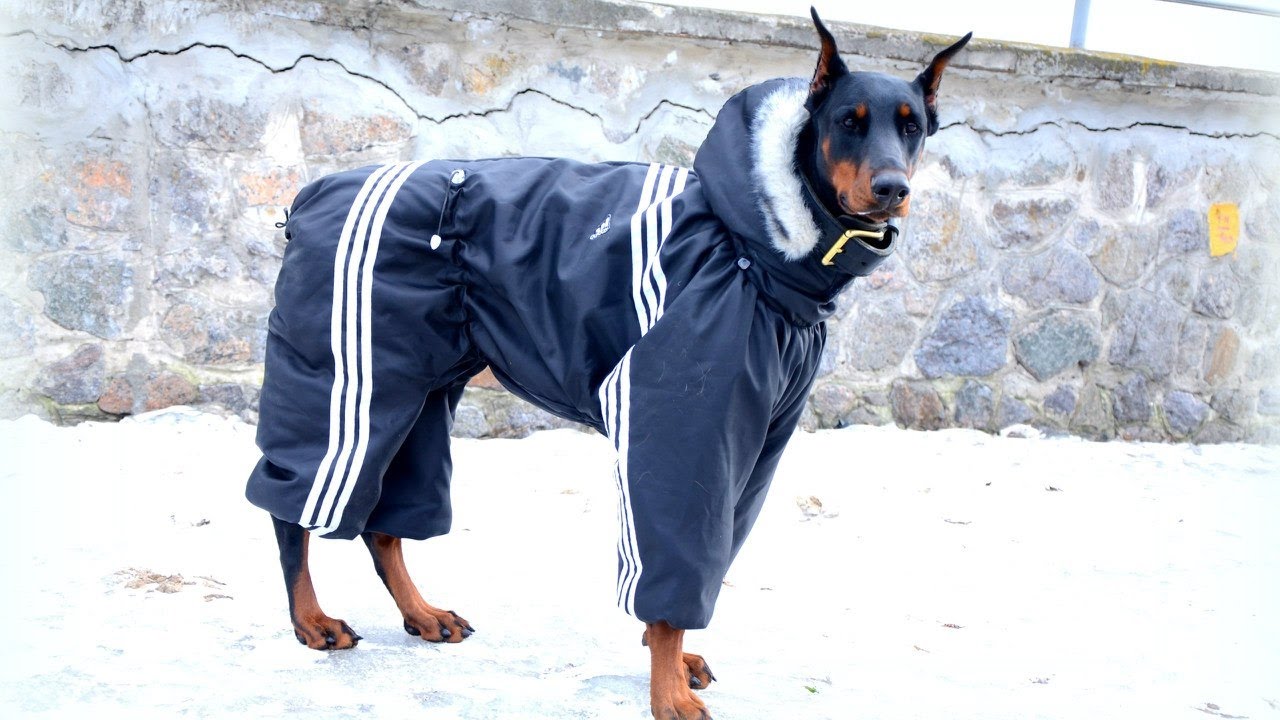 Зоопсихолог рассказала, каким собакам нужна зимняя одежда и как ее выбрать