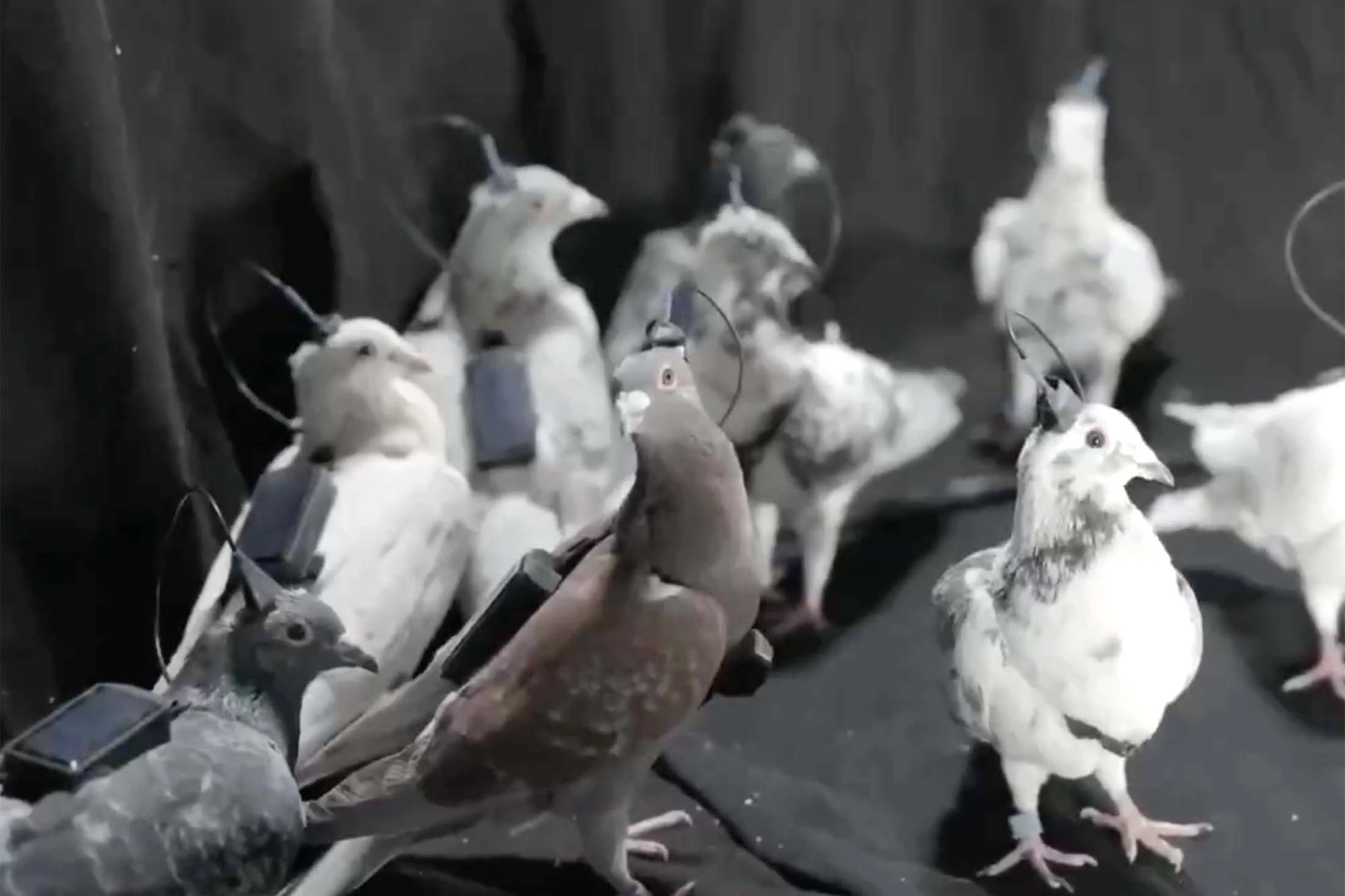 Российская компания создала управляемых голубей-биодронов с нейрочипами