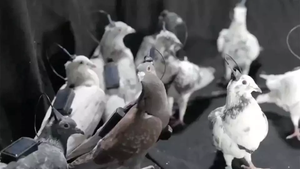Российская компания создала управляемых голубей-биодронов с нейрочипами