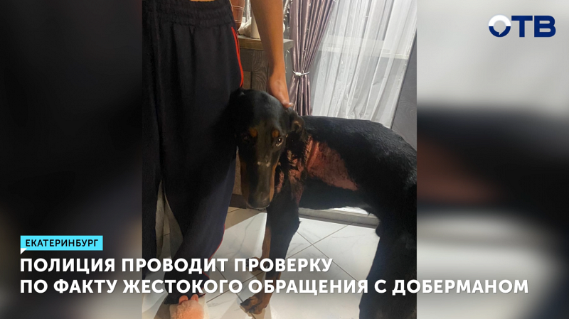 Полиция проводит проверку по факту жестокого обращения с доберманом