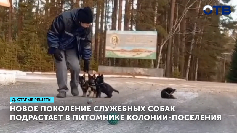 Новое поколение служебных собак подрастает в питомнике колонии-поселения