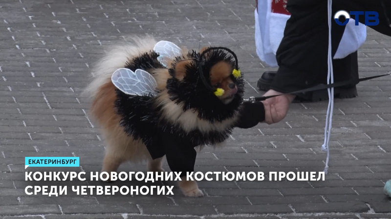 В Екатеринбурге выбрали самых стильных питомцев в новогодних костюмах