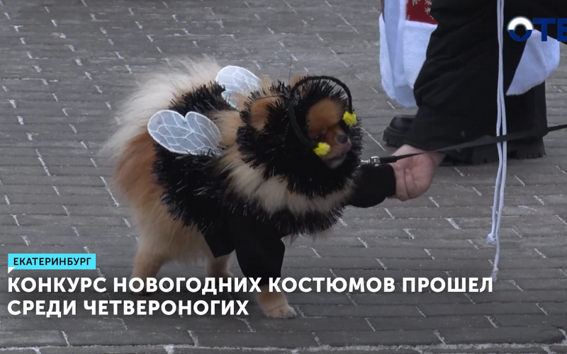 В Екатеринбурге выбрали самых стильных питомцев в новогодних костюмах