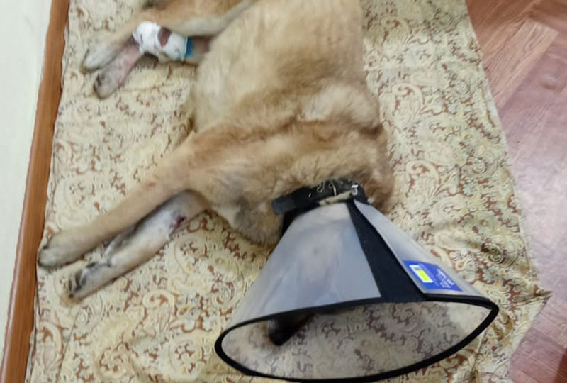 Волонтеры спасли дворнягу Питти от ампутации лапы