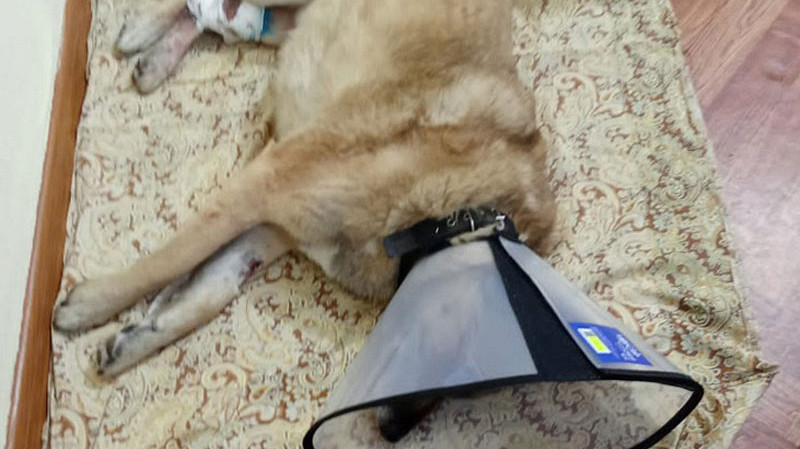 Волонтеры спасли дворнягу Питти от ампутации лапы