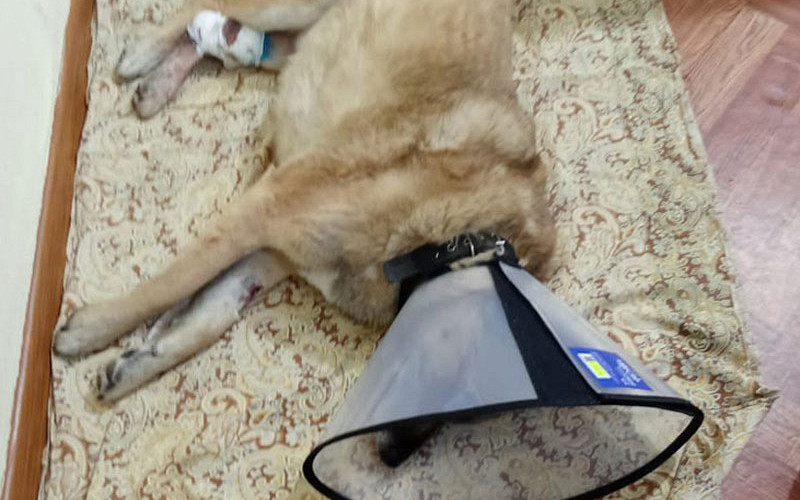 Волонтеры спасли дворнягу Питти от ампутации лапы