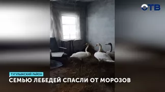 Спасенные от холода лебеди-шипуны перезимуют в тепле