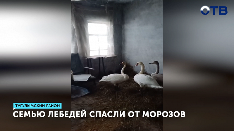 Спасенные от холода лебеди-шипуны перезимуют в тепле