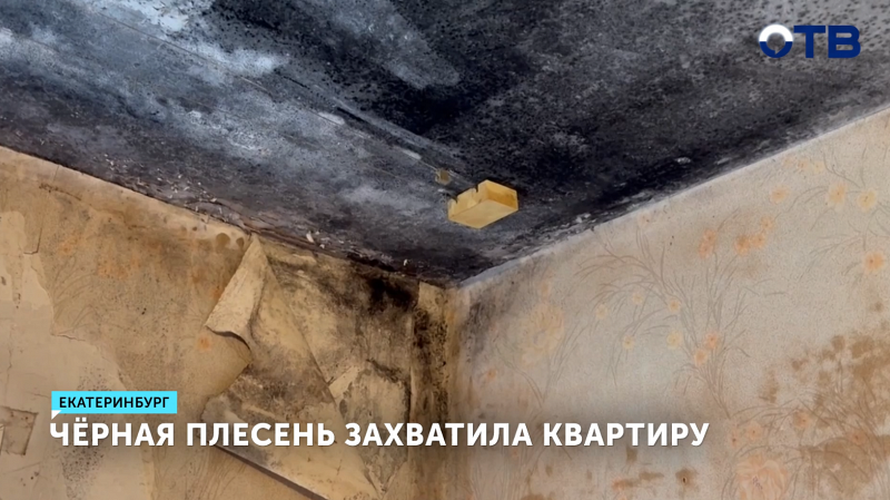 Черная плесень захватила квартиру в Екатеринбурге