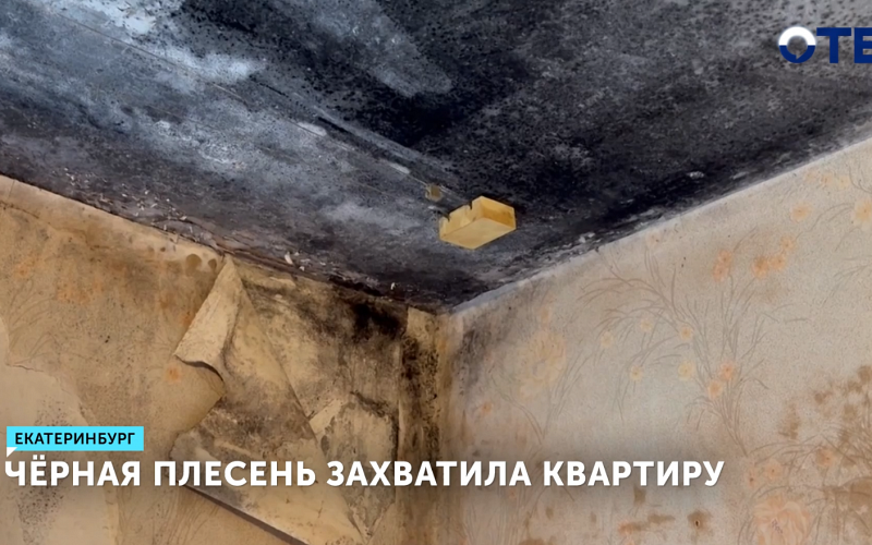 Черная плесень захватила квартиру в Екатеринбурге