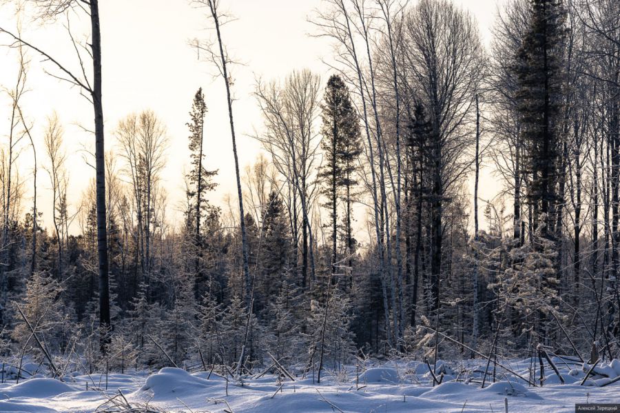 Охрану свердловских лесов усилят перед Новым годом