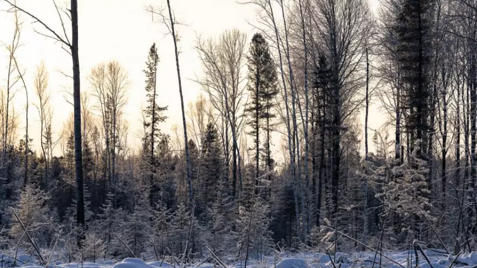 Охрану свердловских лесов усилят перед Новым годом