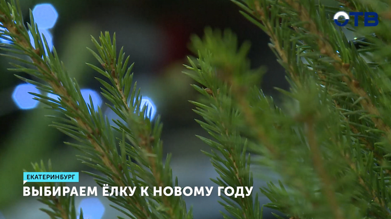 Выбор ёлки к Новому году: настоящую или искусственную?