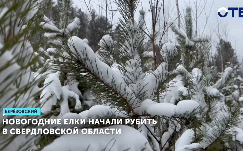 Новогодние елки начали рубить в Свердловской области