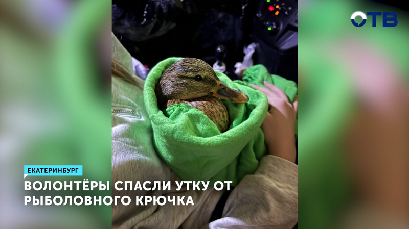 Волонтёры в Екатеринбурге спасли утку от рыболовного крючка
