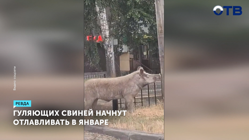 Отлов свиней в Ревде начнется после 12 января
