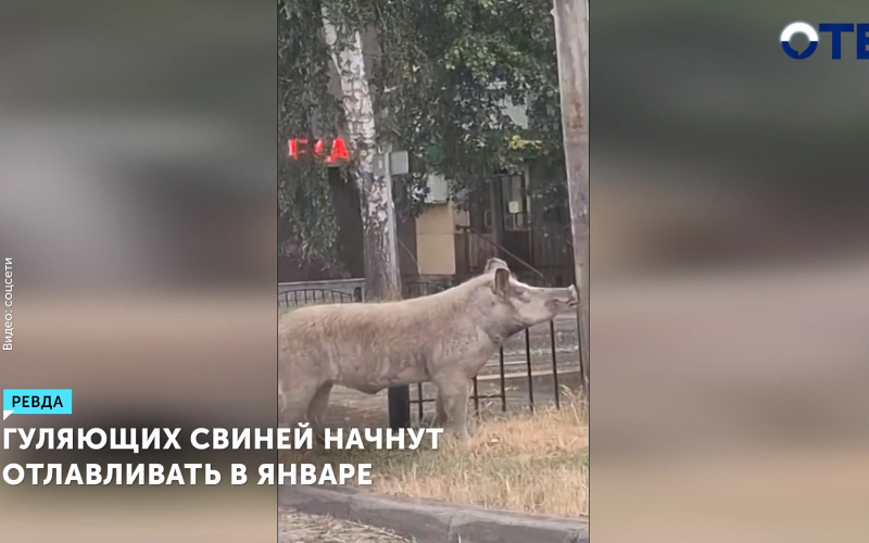 Отлов свиней в Ревде начнется после 12 января