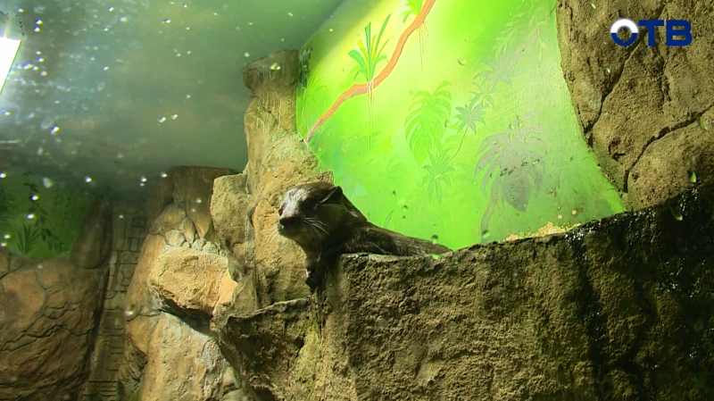 Когда пятёрки приводят к приключениям: школьники в океанариуме