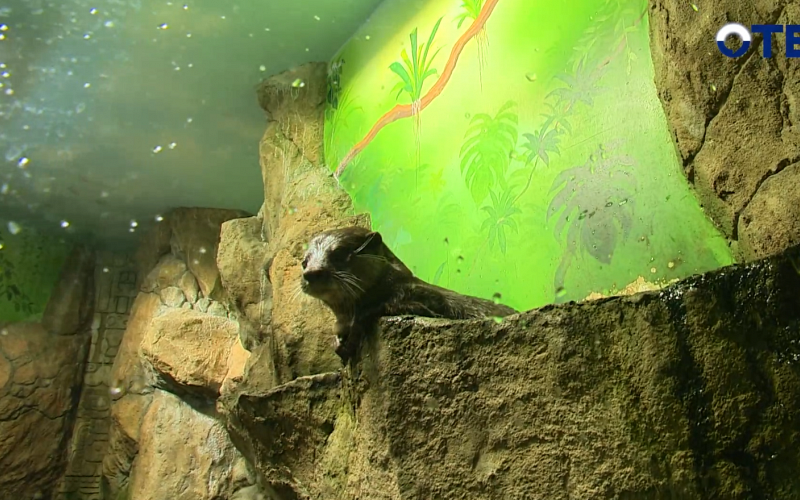 Когда пятёрки приводят к приключениям: школьники в океанариуме