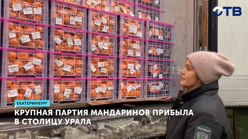 Екатеринбург получил 20 тонн мандаринов из Китая