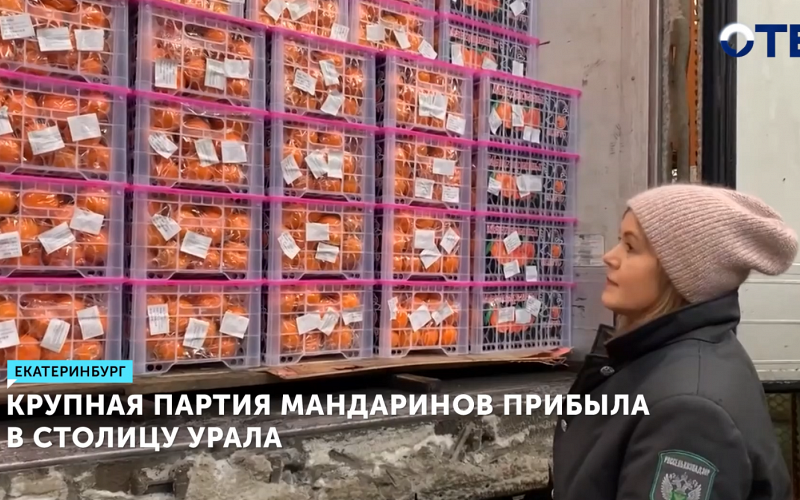 Екатеринбург получил 20 тонн мандаринов из Китая