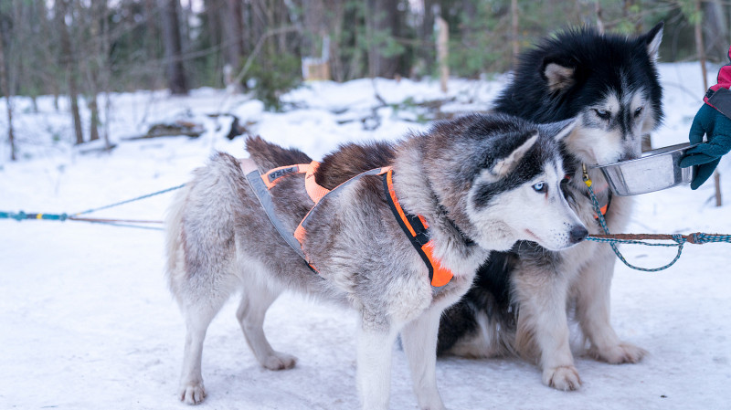 Суд обязал хозяина хаски заплатить за нападение его собак на другого питомца