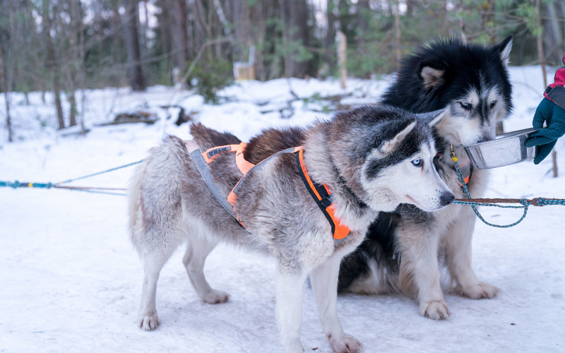 Суд обязал хозяина хаски заплатить за нападение его собак на другого питомца