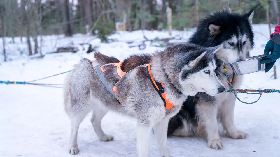 Суд обязал хозяина хаски заплатить за нападение его собак на другого питомца