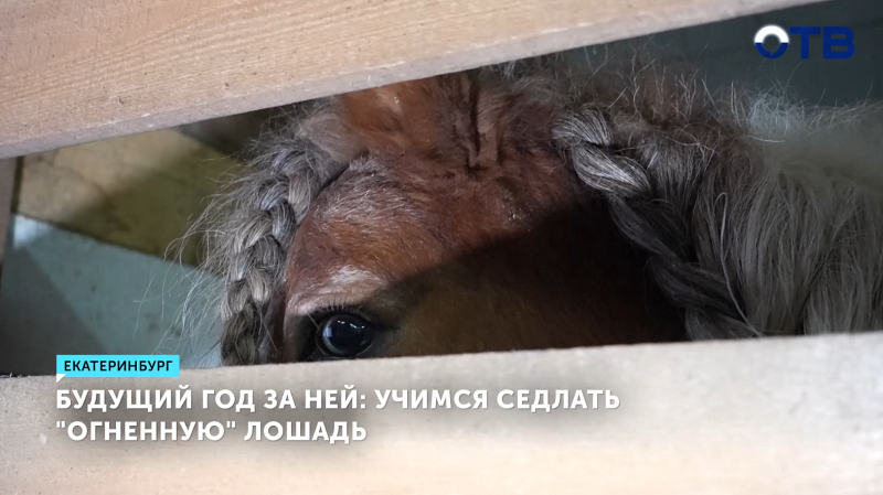 Екатеринбурженка рассказала, как седлать огненную лошадь