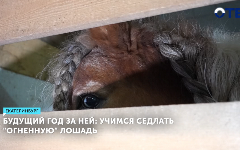 Екатеринбурженка рассказала, как седлать огненную лошадь