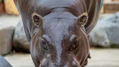 Карликовый бегемот Ева отмечает 14-й День Рождения в зоопарке