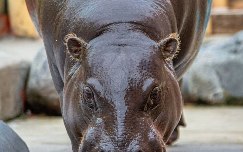Карликовый бегемот Ева отмечает 14-й День Рождения в зоопарке