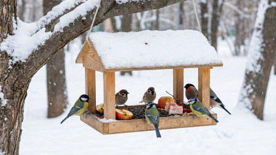 Чем нельзя кормить птиц зимой и почему хлеб — плохая идея: советы орнитолога