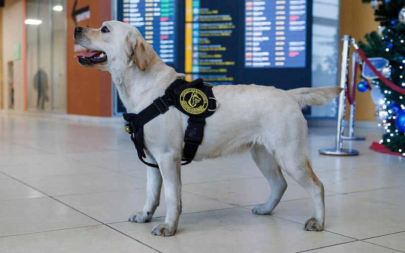 Лабрадора из аэропорта Кольцово отправили работать на край земли