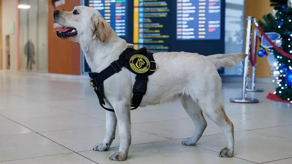 Лабрадора из аэропорта Кольцово отправили работать на край земли