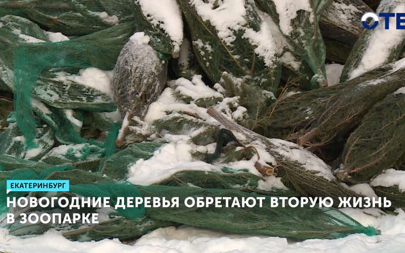 Екатеринбургский зоопарк переработает около 700 новогодних елей