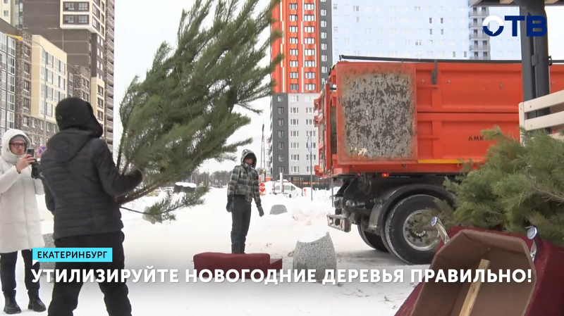 Свердловчане срубили 13 тысяч ёлок – как их утилизировать?