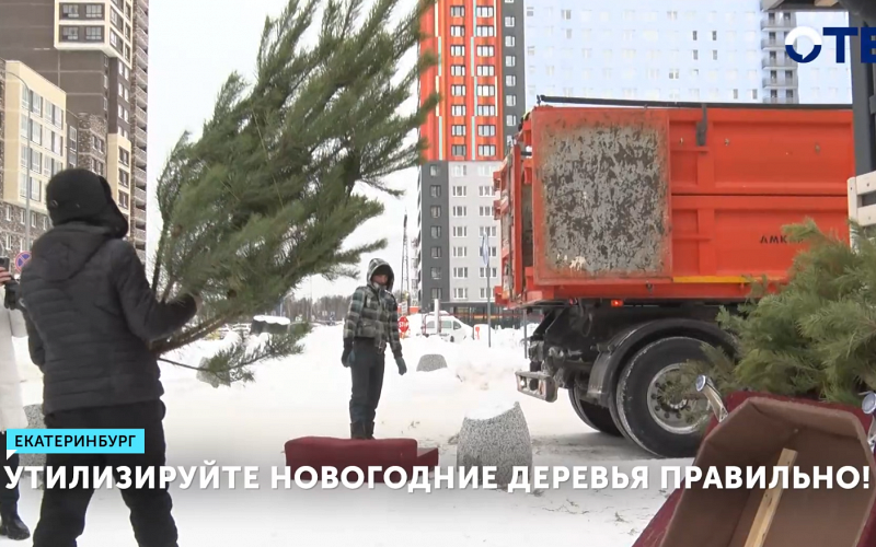 Свердловчане срубили 13 тысяч ёлок – как их утилизировать?
