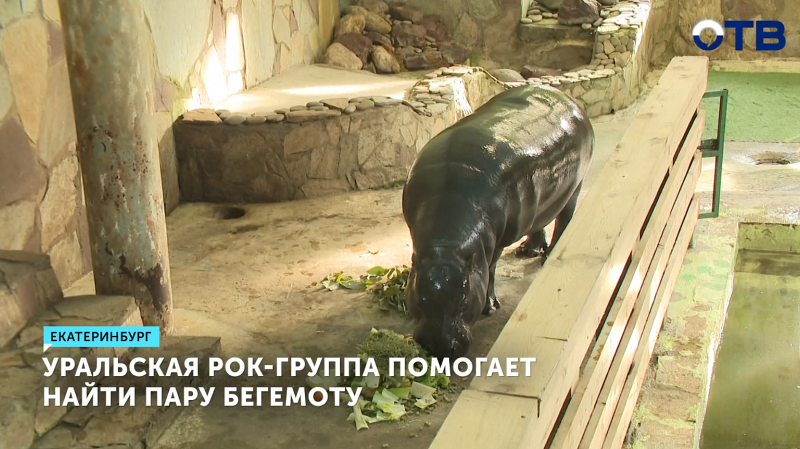 Рок-группа «Топ» поможет бегемотихе Еве найти пару