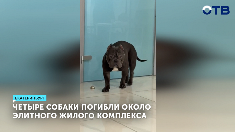 Четыре собаки погибли около элитного жилого комплекса