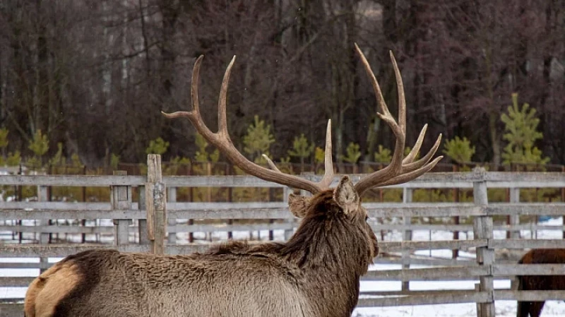 В Тульской области создадут крупнейшую в Европе ферму благородных оленей