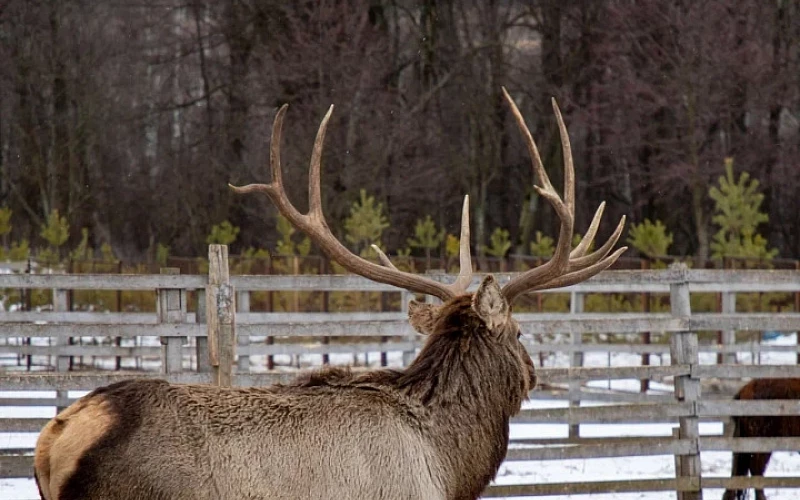 В Тульской области создадут крупнейшую в Европе ферму благородных оленей