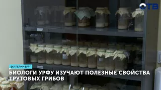 Уникальные свойства трутовиков, распространённых на Урале, выявили биологи УрФУ