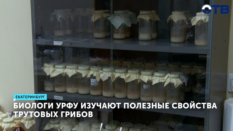 Уникальные свойства трутовиков, распространённых на Урале, выявили биологи УрФУ